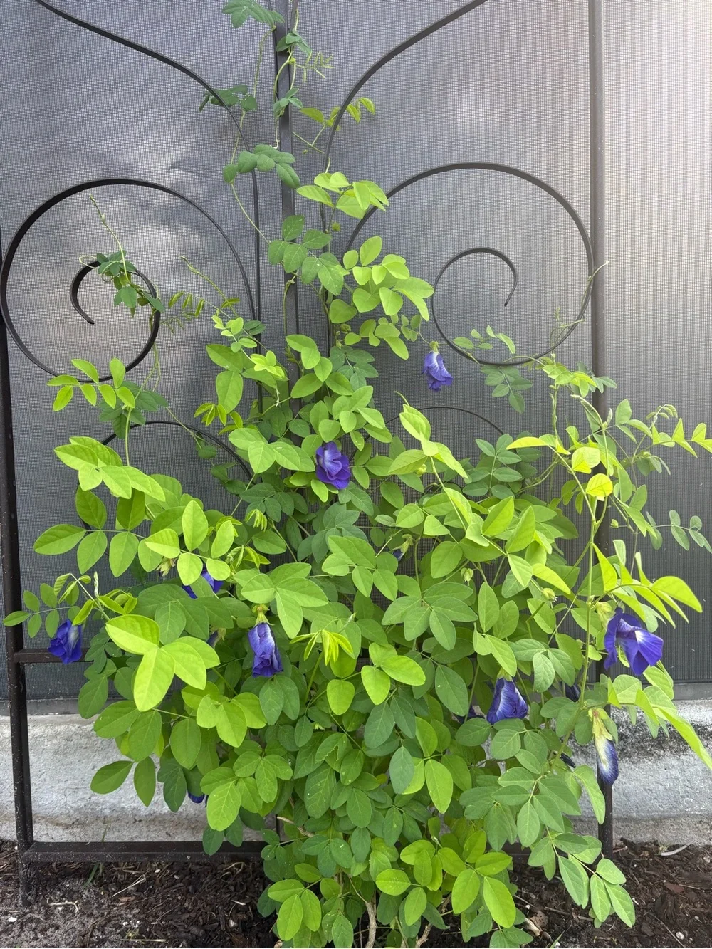 Purple Pea Tree Vine